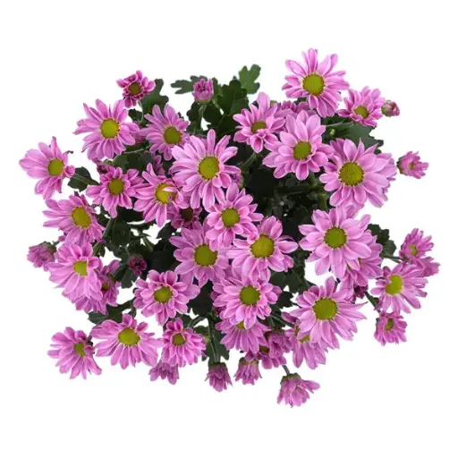 PO Micropoms Lavender Jaxon