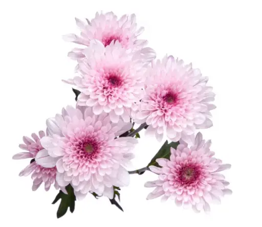 PO Chrysanthemums Pink/Purple Trissia 