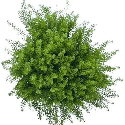 AL26 Lepidium Green Dragon
