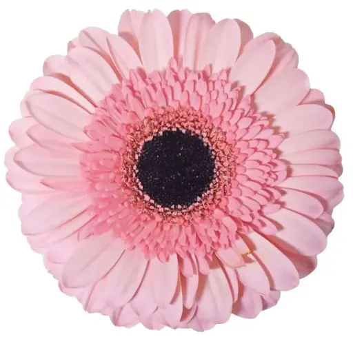 M25 Gerbera Light Pink Elegance