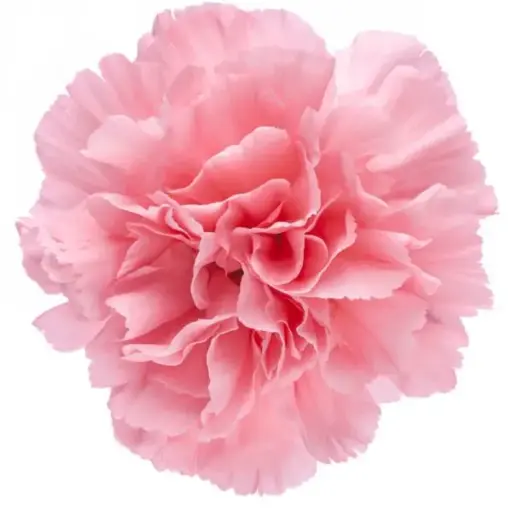 M25 LG Carnations Light Pink Bubblicious 