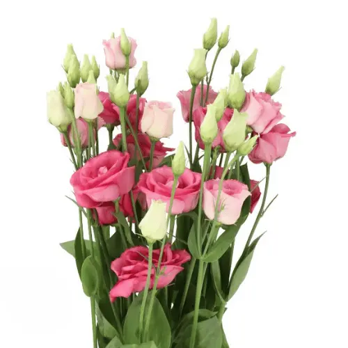 PO Lisianthus Pink Double