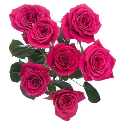 PO Spray Roses Hot Pink Gem Star