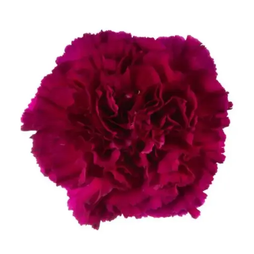 M25 LG Carnations Magenta Purple Golem 