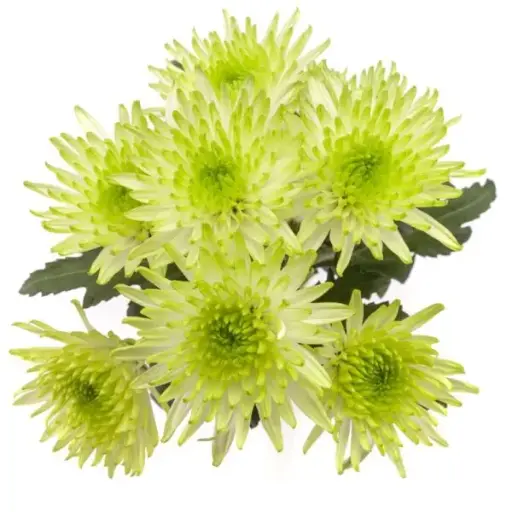 PO Chrysanthemums Maisy Lime
