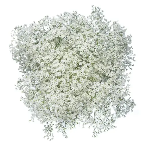 M26 GYP Million Star (6 Stems) 