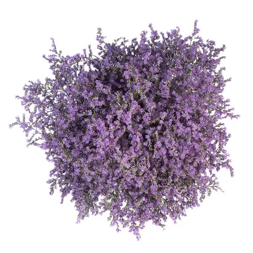 PO Limonium Caspia Misty Purple 