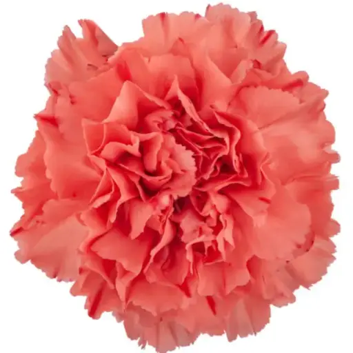 M25 LG Carnations Orange Flame 