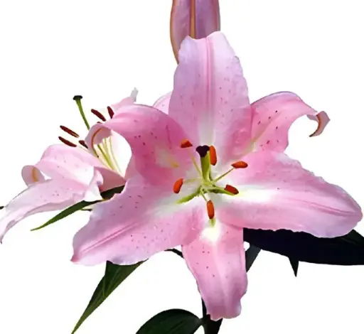 PO Oriental Lilies Pink