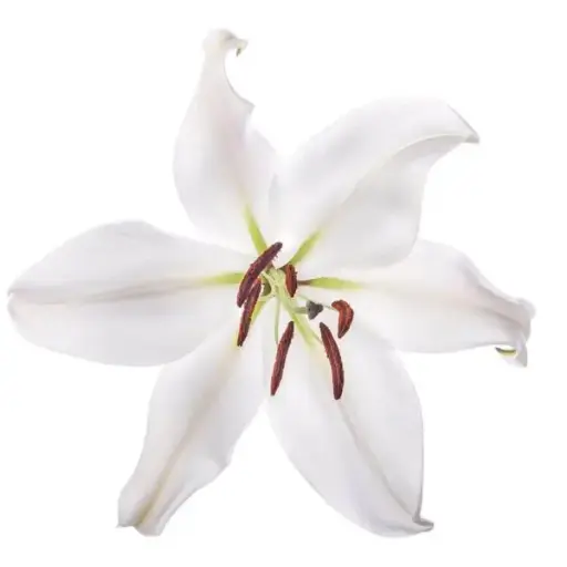 PO Oriental Lilies White