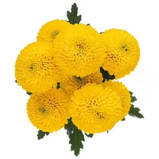M25 Buttons Yellow Paintball