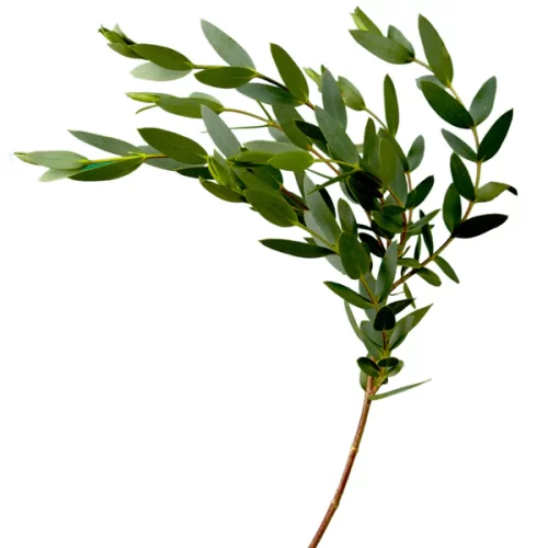 PO Parvifolia Eucalyptus