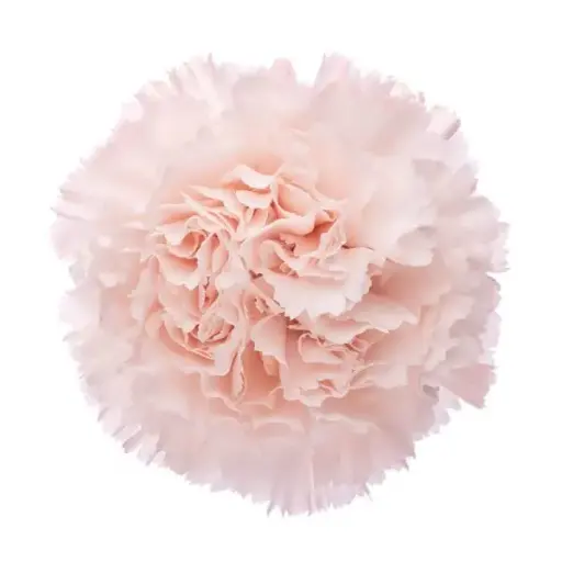 M25 LG Carnations Peach Brut 