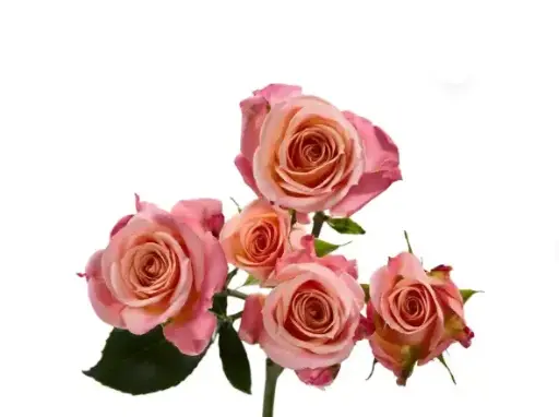 M26 50cm Spray Roses Peachy Pink Jewel 