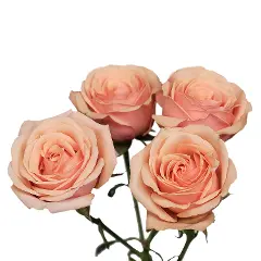 PO Spray Roses Peach Baby Reservoir 