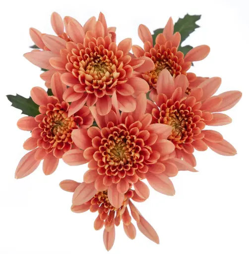 PO Chrysanthemums Peach Veronica