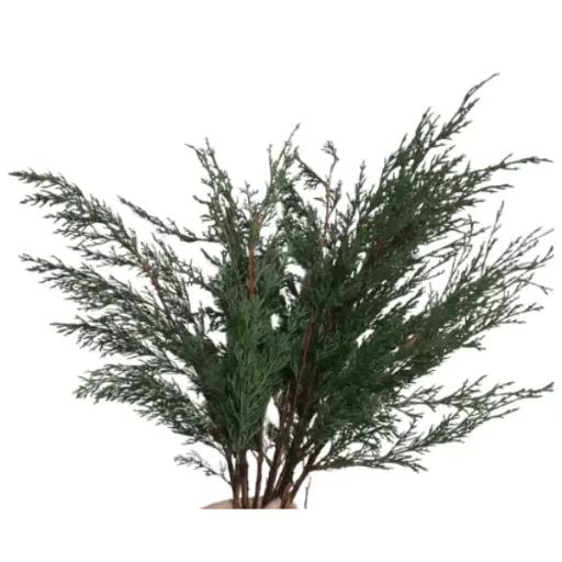 PO Pine Fern