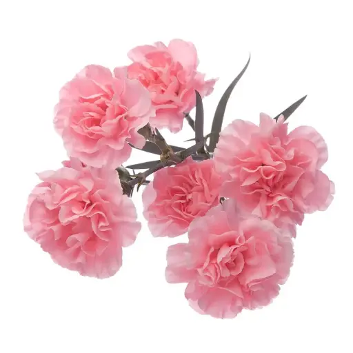 PO Mini Carnations Light Pink Rosadita
