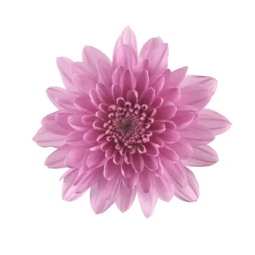 PO Chrysanthemums Pink Candor 