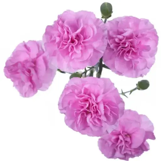 PO Mini Carnations Lilac Provenza