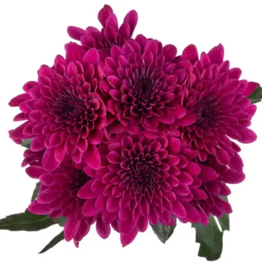 PO Chrysanthemums Deep Purple Impulse