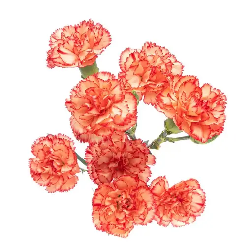 PO Mini Carnations Peach/Orange Rafflesia