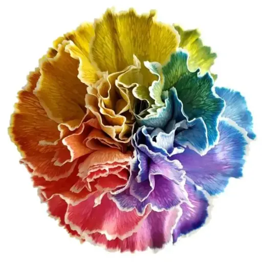 M26 DISCOUNTED LG Carnations Rainbow Tinted