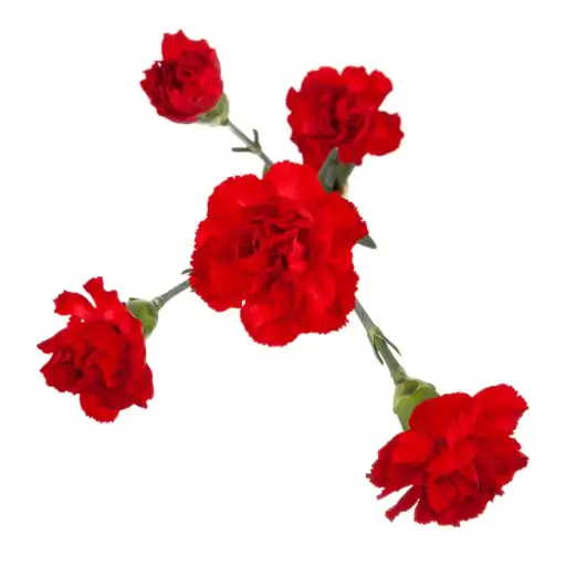 PO Mini Carnations Red Shelby 