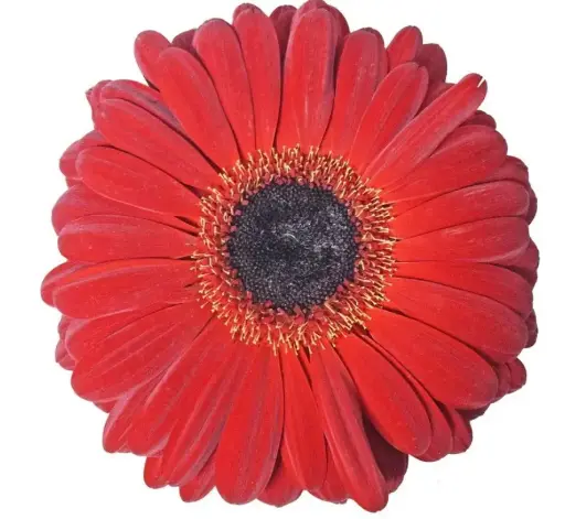 PO Gerbera Red Socrates 
