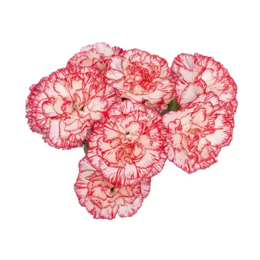 PO Mini Carnations Red/White Payaso 