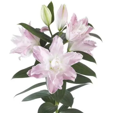 AL26 RoseLilies Pink
