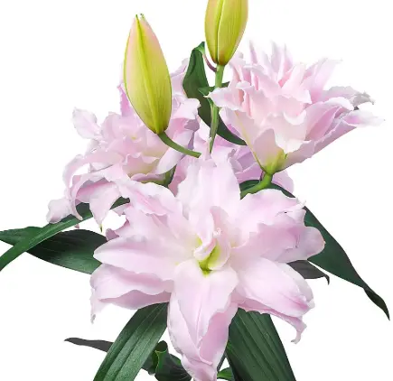 PO RoseLily Pink