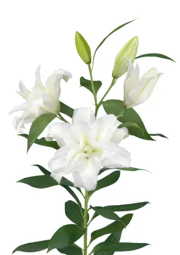 AL26 RoseLilies White