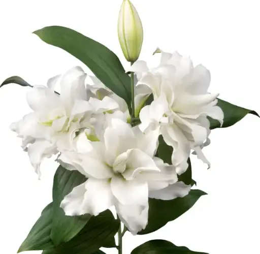 PO RoseLily White
