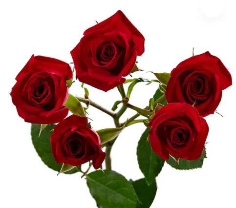 M26 50cm Spray Roses Red 