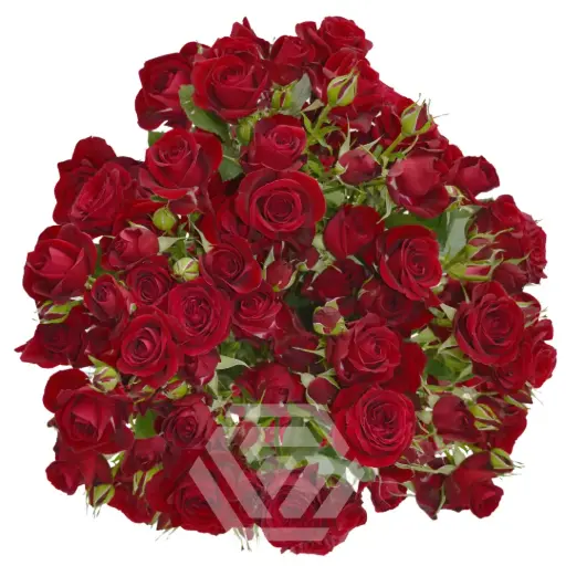 V26 60CM Spray Roses Deep Red Rubicon