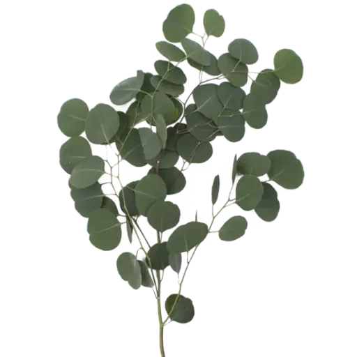 PO Silver Dollar Eucalyptus