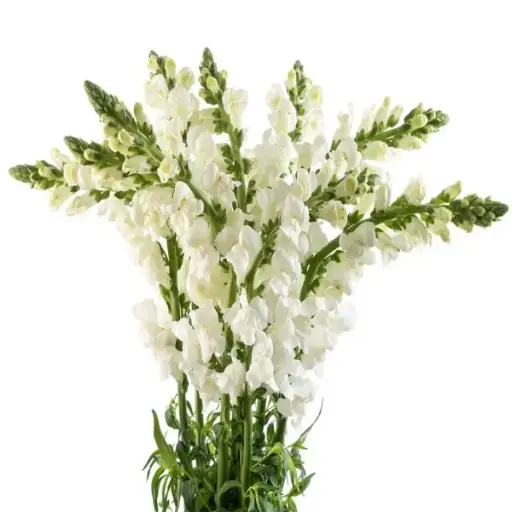 PO Snap Dragon White 