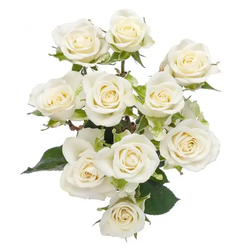V26 40cm Spray Roses White Snowflake 
