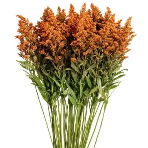 PO Solidago Tinted Assorted