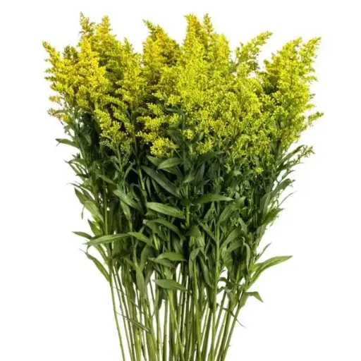 PO Solidago Yellow 