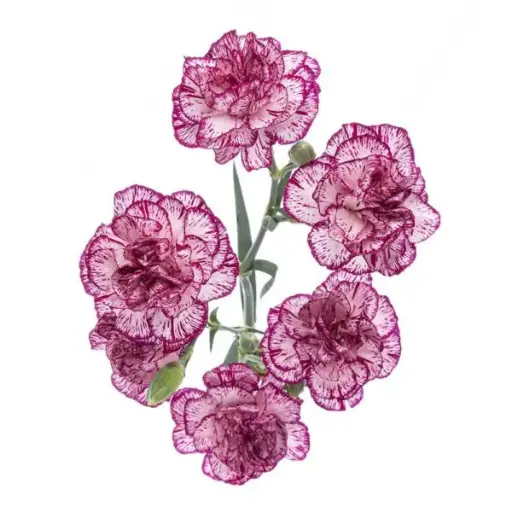 PO Mini Carnations Purple/White Spectro