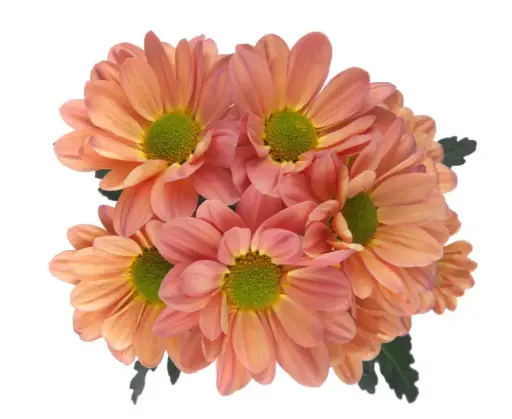 M26 Daisies Variegated Peach Tequila Sunrise 