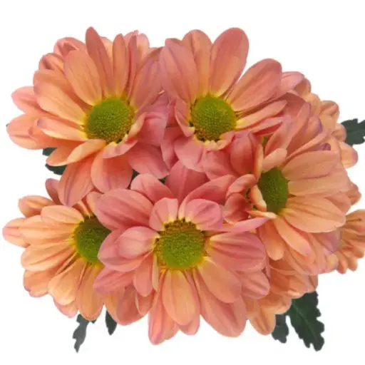 PO Daisies Peach Tequila Sunrise 
