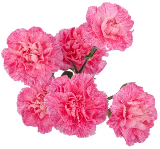 PO Mini Carnations Variegated Pink Laila