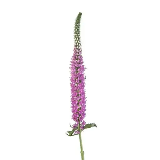 M25 Veronica Spray Assorted