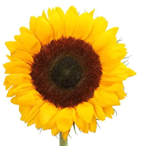 AL26 Medium Sunflowers Vincent (Single Stem)