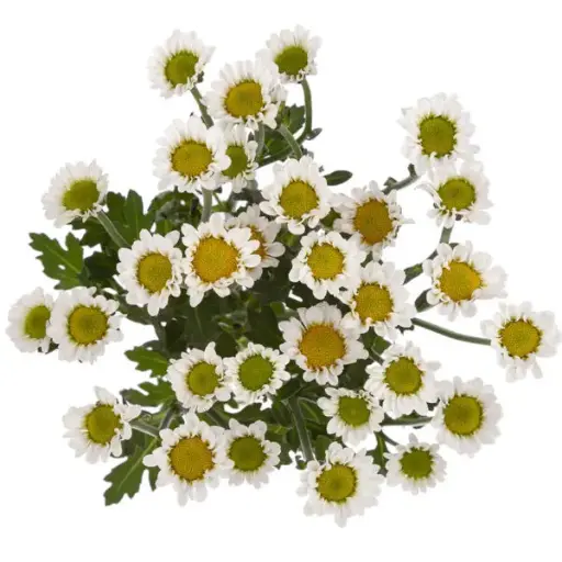 PO Iconfetti White Nebula 