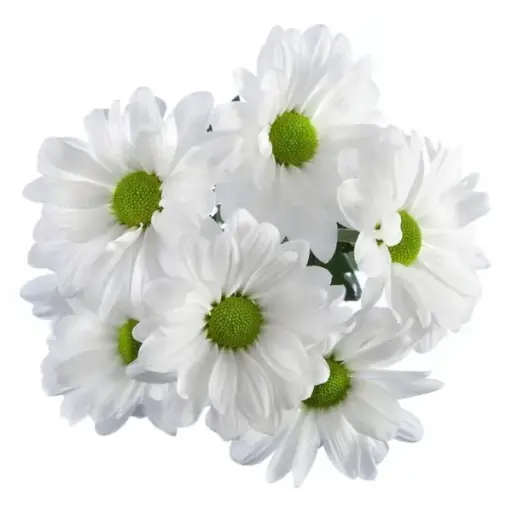 (B) V26 Daisies White Alma 