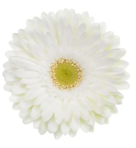 PO Gerbera White Fahrenheit 